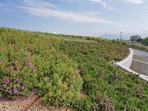 Pitched green roof with Sedum and creeping rosmary